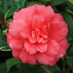 Camellia japonica 'Benten Kagura'