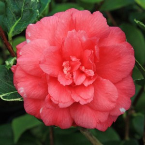 Camellia japonica 'Benten Kagura'