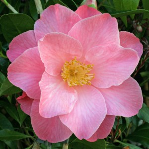 Camellia 'Bett's Supreme'