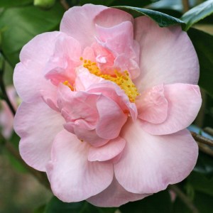 Camellia japonica 'Betty Cuthbert'