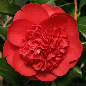 Camellia japonica 'Betty Robinson'