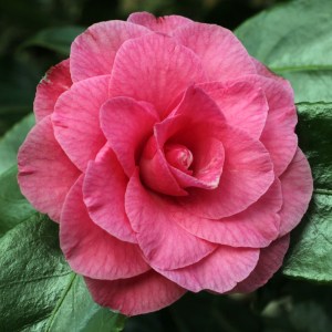 Camellia japonica 'Betty Sheffield Pink'