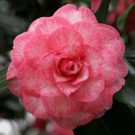 Camellia japonica 'Betty Sheffield Supreme'