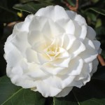 Camellia japonica 'Bienville'