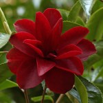 Camellia japonica 'Black Magic'