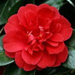 Camellia japonica 'Blaze of Glory'
