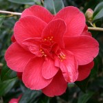 Camellia japonica 'Blood of China'