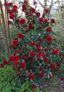 Camellia japonica 'Bob Hope'
