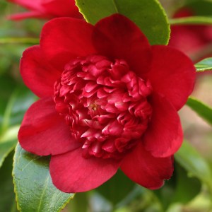Camellia japonica 'Bob's Tinsie'