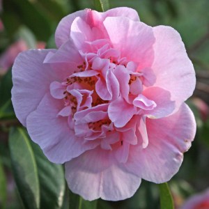 Camellia 'Bonnie Marie'