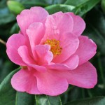 Camellia 'Brian'
