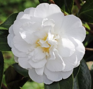 Camellia x williamsii 'Bridal Gown'