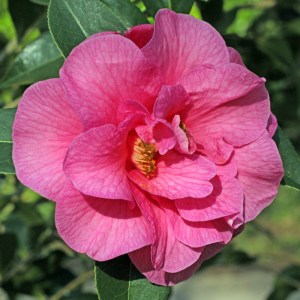 Camellia x williamsii 'Brigadoon'