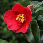 Camellia japonica 'Bright Buoy'
