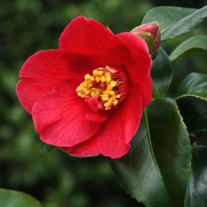 Camellia japonica 'Bright Buoy'