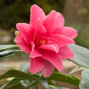 Camellia japonica 'Buddy'