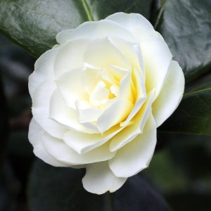 Camellia 'Buttermint'