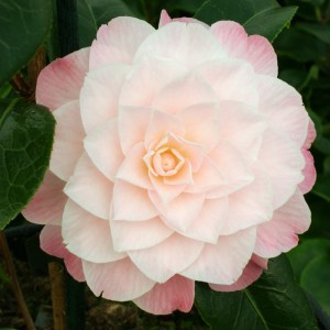 Camellia x williamsii 'Buttons'n Bows'