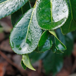 Camellia x williamsii 'C.F. Coates'