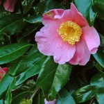 Camellia x williamsii 'C.F. Coates'