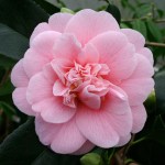 Camellia japonica 'C.M. Wilson'