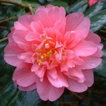 Camellia x williamsii 'Caerhays'
