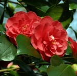 Camellia japonica 'Campbellii'