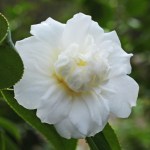 Camellia japonica 'Campsii Alba'