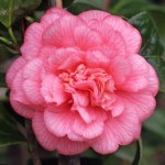 Camellia japonica 'Can can'