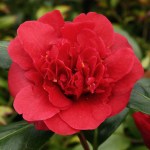 Camellia japonica 'Canterbury'