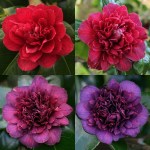 Camellia japonica 'Captain Blood'