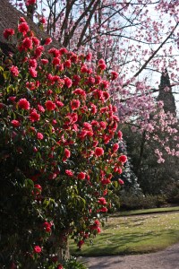 Camellia reticulata 'Captain Rawes'