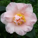 Camellia japonica 'Cara Mia'