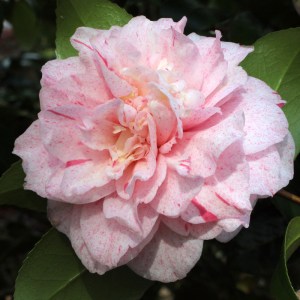 Camellia japonica 'Carter's Sunburst'