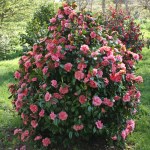 Camellia japonica 'Cécile Brunazzi'