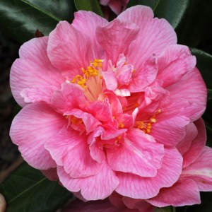 Camellia japonica 'Cécile Brunazzi'