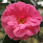 Camellia x williamsii 'Celebration'