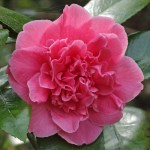 Camellia japonica 'Chandler's Victory'