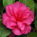 Camellia hiemalis 'Chansonette'