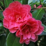 Camellia x williamsii 'Charlean'