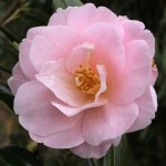 Camellia x williamsii 'Charles Colbert'