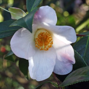Camellia x williamsii 'Charles Michael'