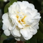 Camellia japonica 'Charlie Bettes'