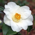 Camellia japonica 'Charlotte de Rothschild'