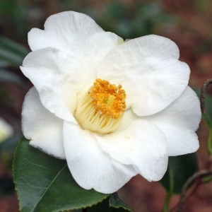 Camellia japonica 'Charlotte de Rothschild'