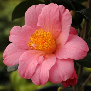 Camellia x williamsii 'Charlotte Petherick'
