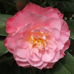 Camellia x williamsii 'Chatsworth Belle'