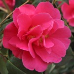 Camellia x wiliamsii 'Cheapside'