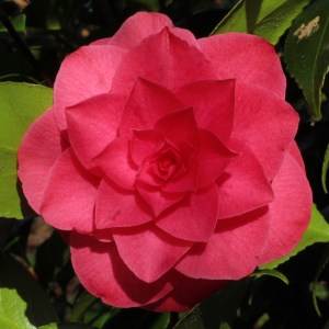 Camellia japonica 'Cheerful'