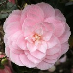 Camellia japonica 'Cheryll Lynn'
